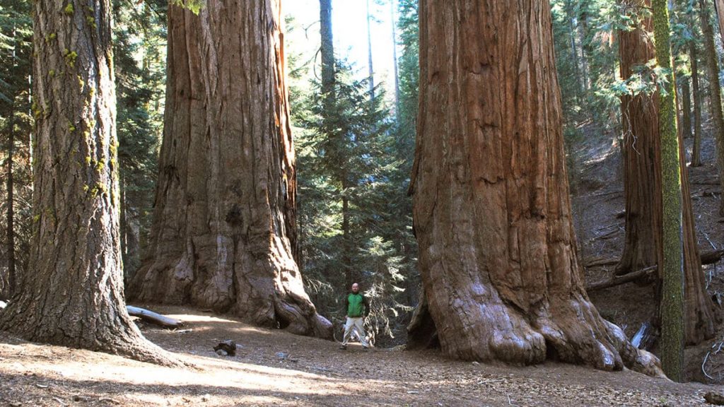 Sequoia National Park